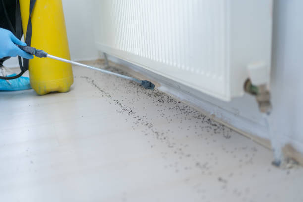 Best Pest Prevention Services  in Salineville, OH